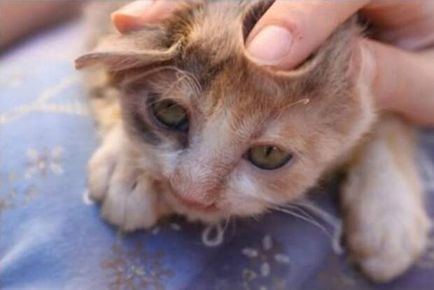 Котенка отвезли ветеринарам, которые оказали животному помощь животные, кошки, стамбул