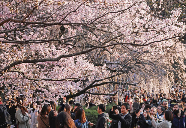 В парке Синдзюку Гёэн в Синдзюку, Токио, все пространство вокруг вокруг тех деревьев, которые уже расцветали, буквально заполонены людьми