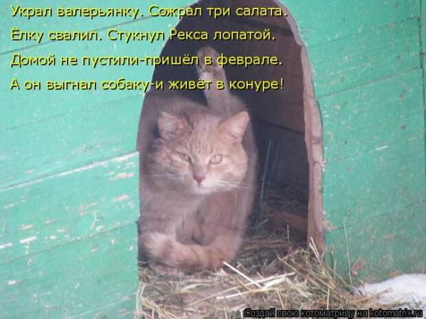 Лучшие котоматрицы недели Лучшие котоматрицы недели