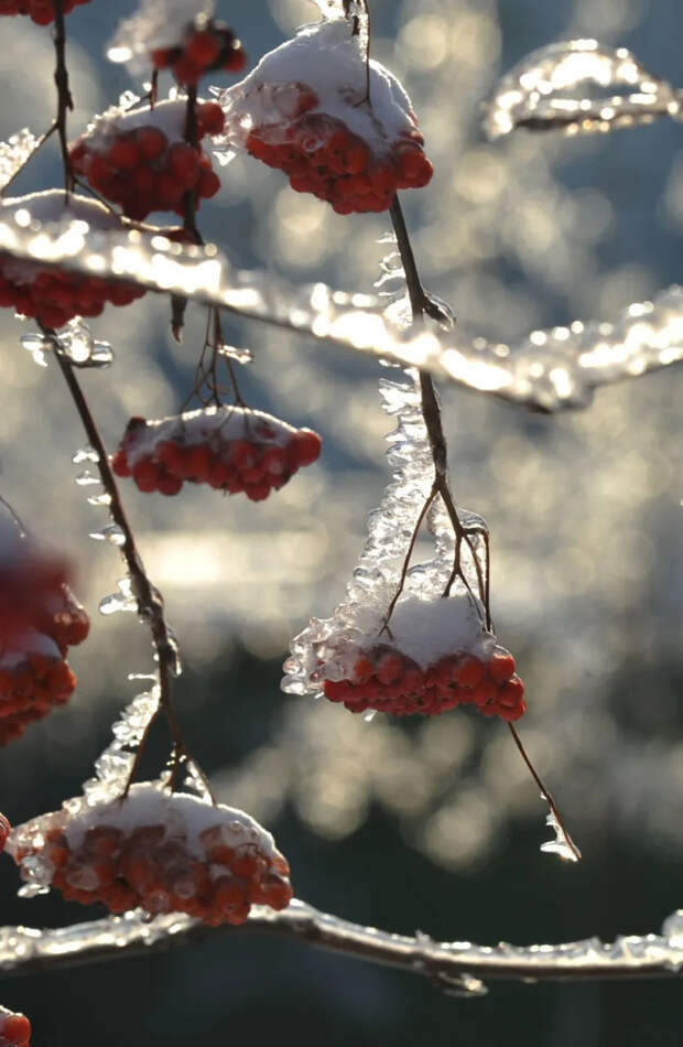 Суровые морозы в Москве сменит оттепель уже в понедельник
