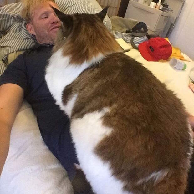 Самый большой котик Нью-Йорка: 13-килограммовый мейн-кун Самсон