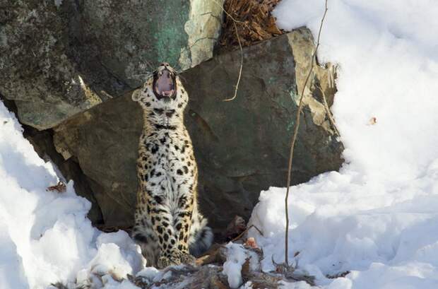Дальневосточный леопард: огромный грациозный кот 
