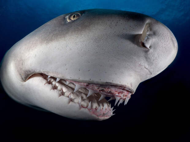 Конкурс подводной фотографии Ocean Art 2019