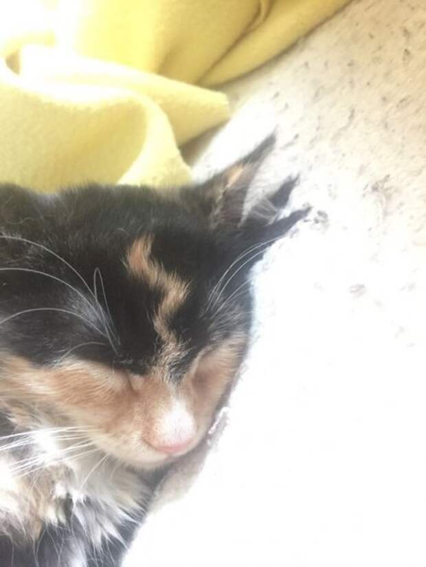 Кошки с причудливым окрасом шерсти коты, кошки, прикольный окрас кошек.