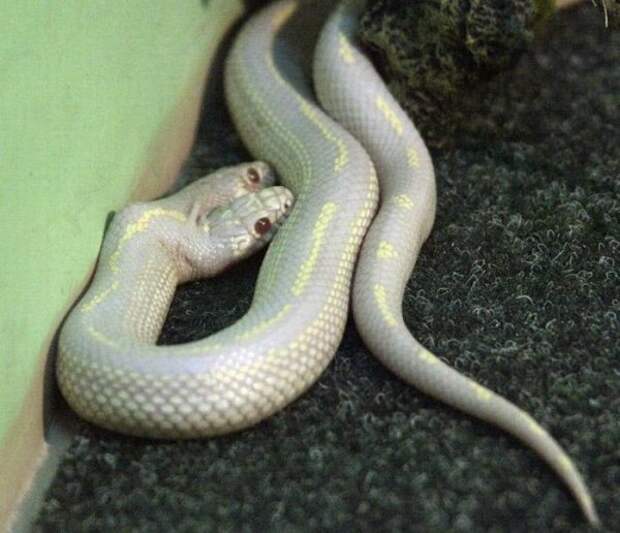 Двухголовая змея-альбинос (9 фото)