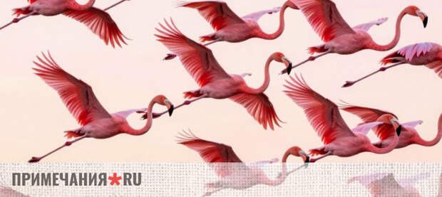 В небе Евпатории заметили стаю пролетающих фламинго