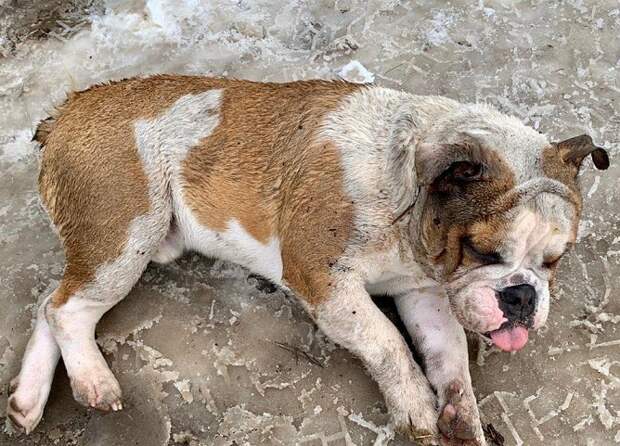 Полиция Краснодара нашла хозяев выброшенного в мусорку пса