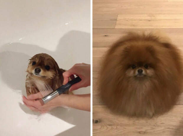 15 забавных фотографий собак, которые заставят вас громко смеяться