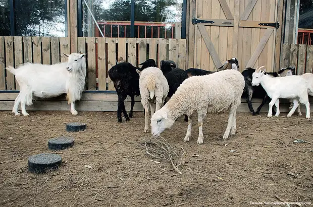 8 ������ 2019 ����/ � 1939 ���� �� �������� ��������� ������ ��������� �������������� ������� � ������� ������� ���������, � �� ������ ��������� ������, ��������� ���� ��� �������������� ������.-75