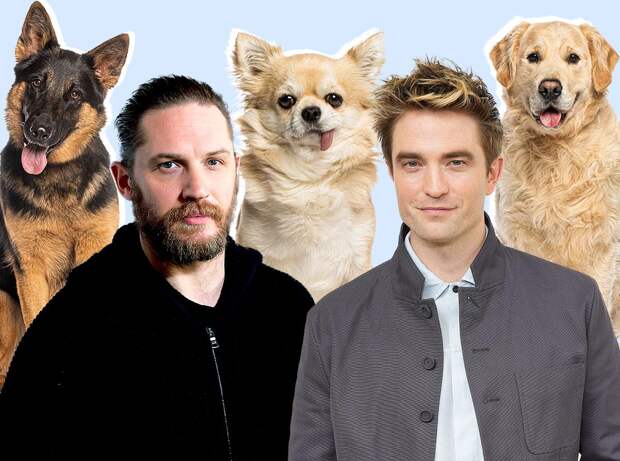 Только мы успели привыкнуть к «скуфам», «тюбикам» и «масикам», как зумеры подоспели с новой забавной классификацией — на этот раз мужчин сопоставляют с породами собак.