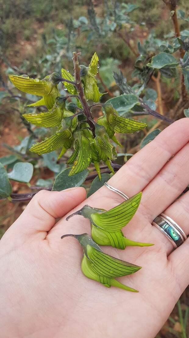 Зелёный птичий цветок, по-научному известный как Crotalaria cunninghamii Зелёный птичий цветок, по-научному известный как Crotalaria cunninghamii