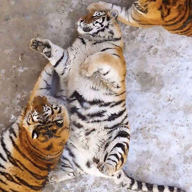 Тигры стали больше похожи на ленивых домашних котов, чем на диких зверей. Фото: YouTube