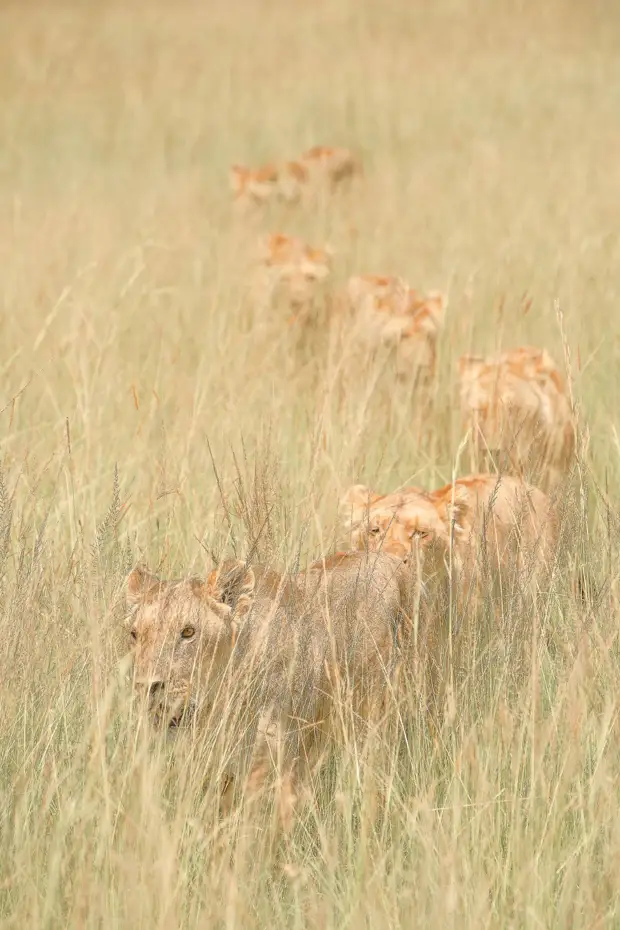 Конкурс Sony World Photography Awards 2022