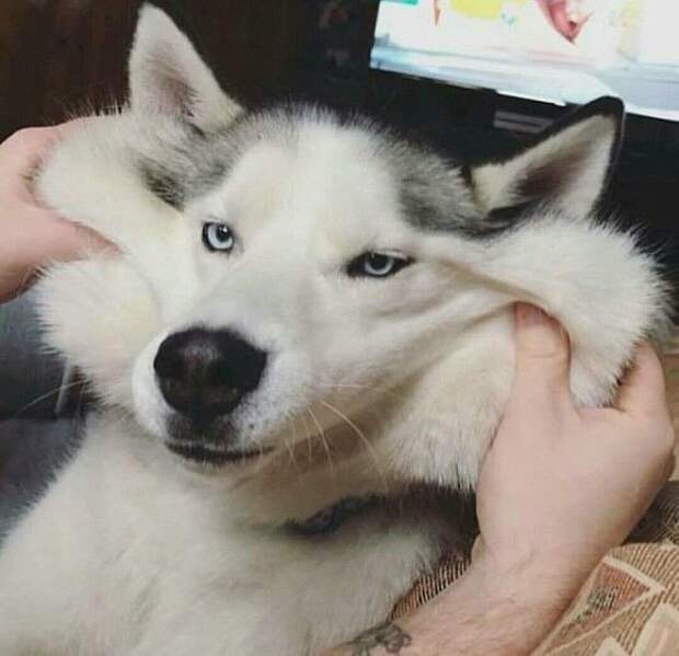 Squishy Dog Cheeks
