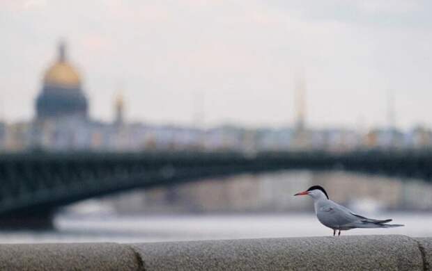 Синоптик Леус рассказал, какая погода будет в Петербурге 26 марта