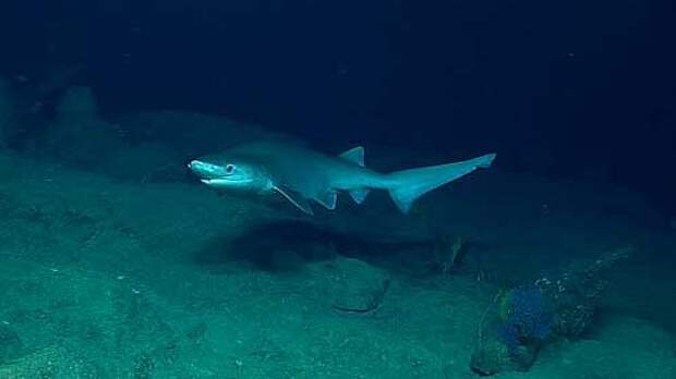 Какие виды акул крупнейшие на Земле — список, фото и характеристика