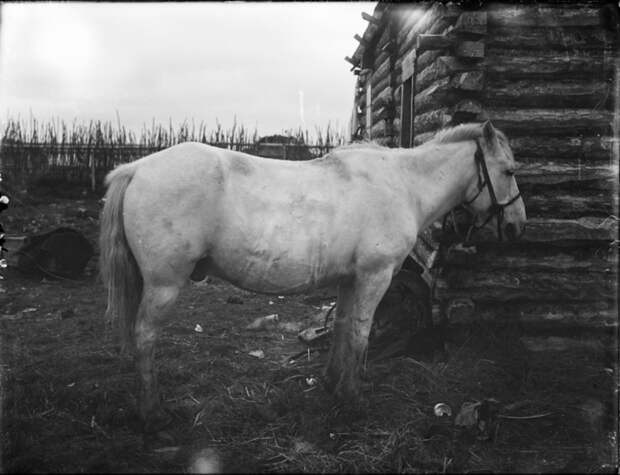 Народности крайнего Севера в России в 1900 году