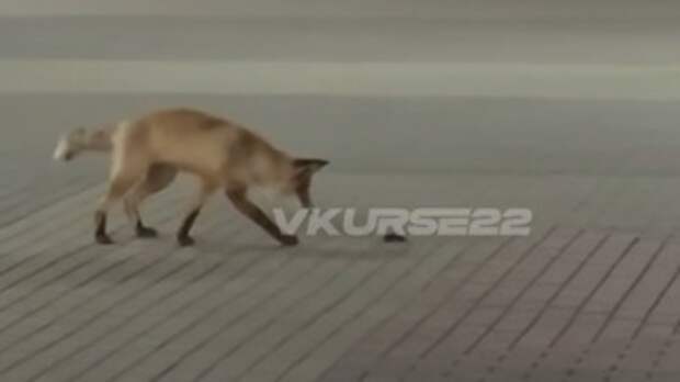 Лиса, играющая с мышкой / Кадр из видео