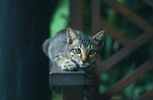 Жесты и выражения кошек, которые легко распознать