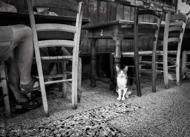 16. Григетта в ресторане домашние животные, коты, кошка, кошка в магазине, кошки, фотопроект, черно-белая фотография, черно-белое фото