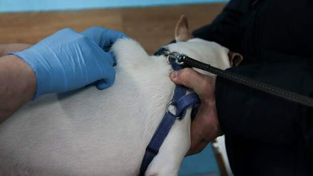 В рейтинге чипирования домашних собак Алтайский край вышел в лидеры России