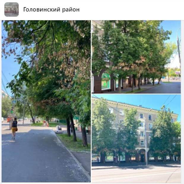 Засохшие липы на Онежской исследуют специалисты