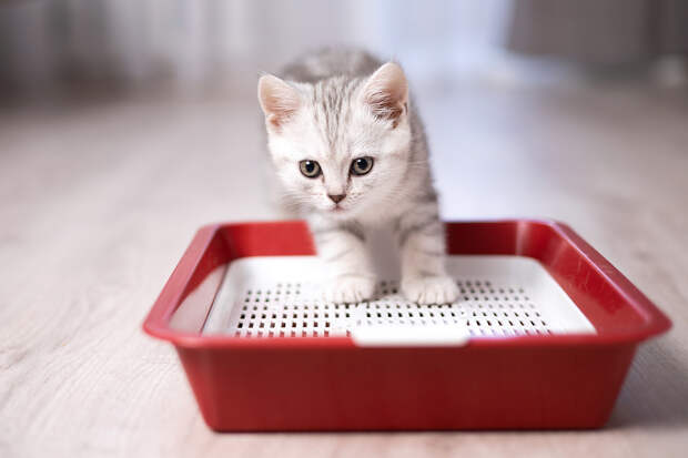 Как приучить котенка к лотку? Правила, советы, ошибки