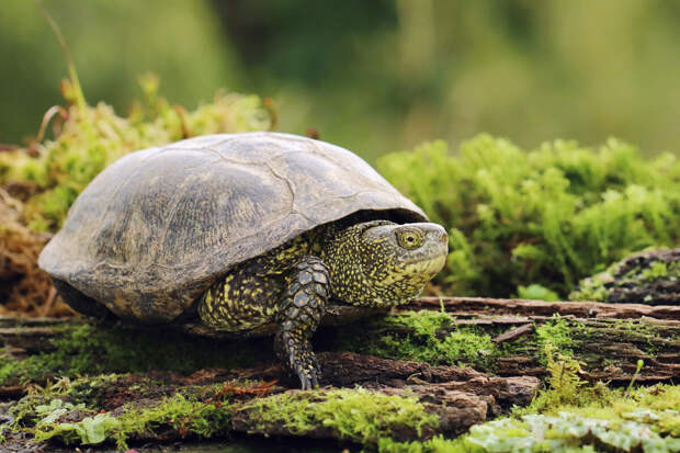 Arkeonews: древние люди могли использовать черепах в качестве живых консервов