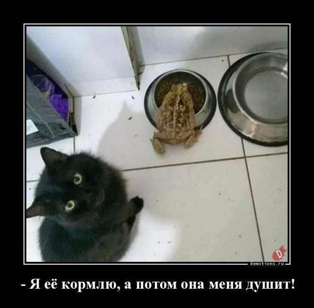 Демотиваторы от Водяной за 15 мая 2019 Каламбур, демотиваторы, животные, коты, юмор
