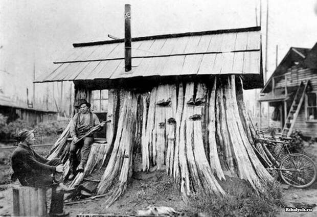 Дома-пни американских переселенцев XIX века
