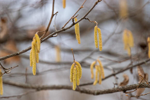 Врач дала тулякам рекомендации по борьбе с весенней аллергией