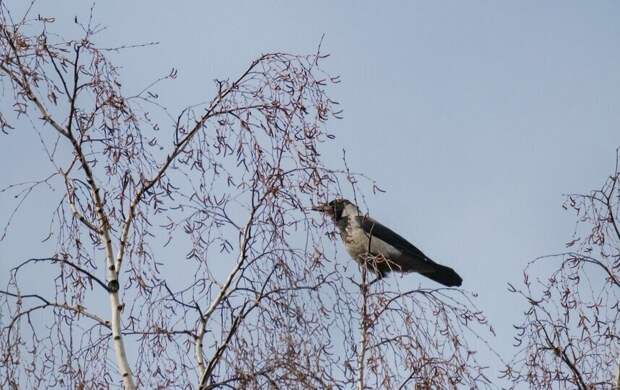 В Петербург пришел активный циклон