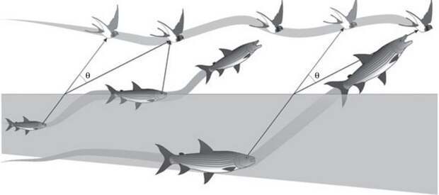 Рыбы-птицееды