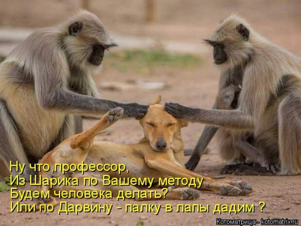 Лучшие котоматрицы недели (50 фото)