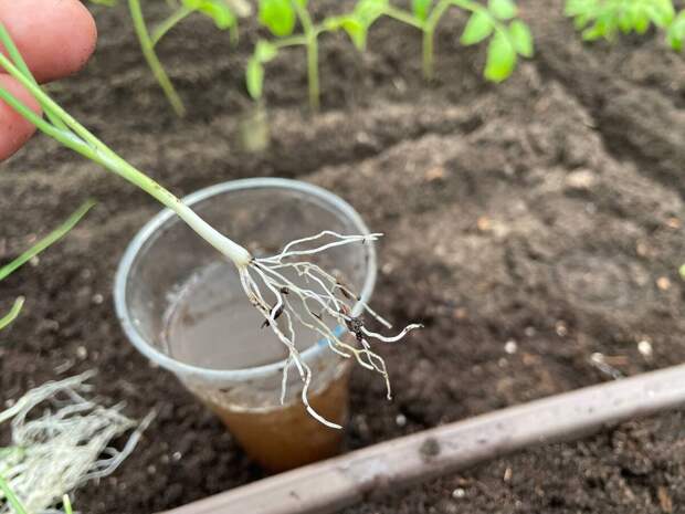 Махристые корешки до обмакивания в воду. Фото автора