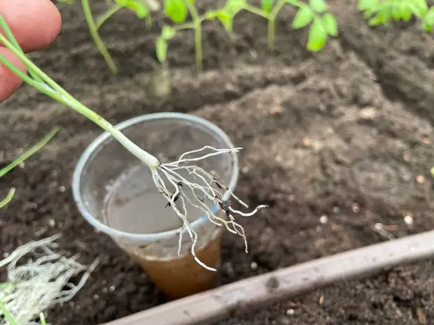 Махристые корешки до обмакивания в воду. Фото автора 