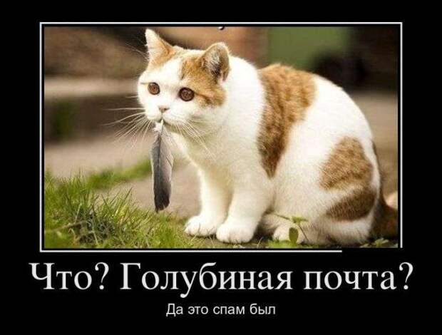 oSQSd5Gord8