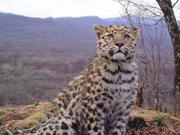 Неизвестный ранее ученым котенок дальневосточного леопарда. Фото: Нацпарк «Земля леопарда». 