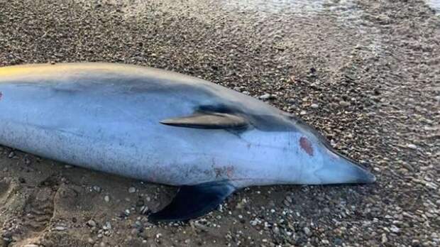 На берегу Черного моря нашли еще десять погибших дельфинов