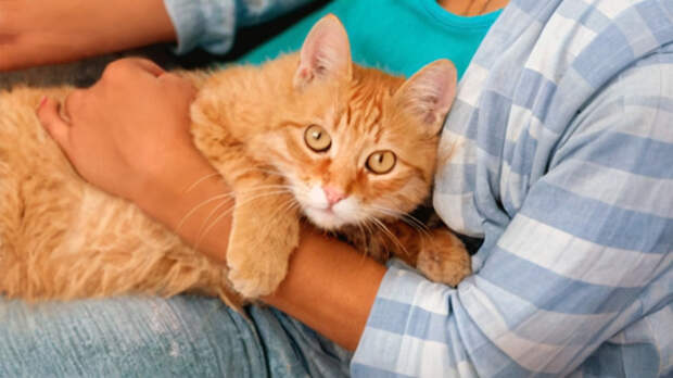 Рыжий купидон