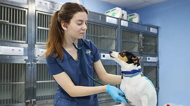 Посетительница избила сотрудницу ветклиники «Три кота» в Нижнем Тагиле