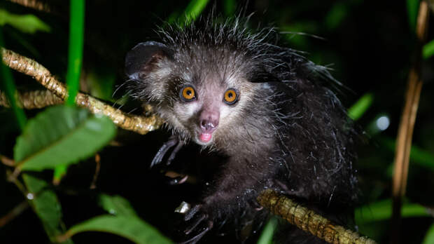 7 животных, которых люди боятся зря