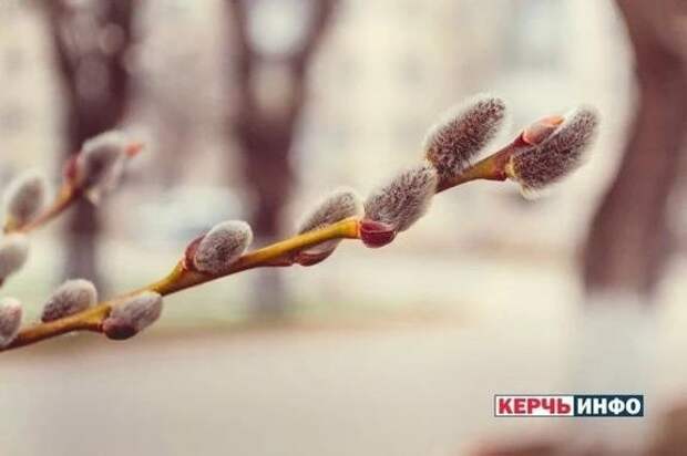 Вербное воскресенье: что можно и что запрещено делать в этот день