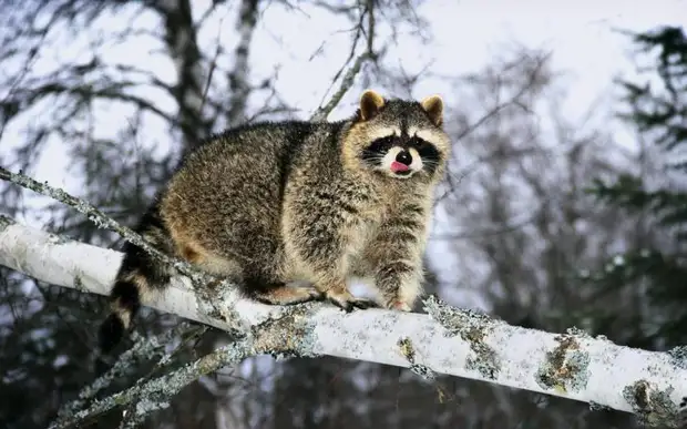 Животные в зимний период
