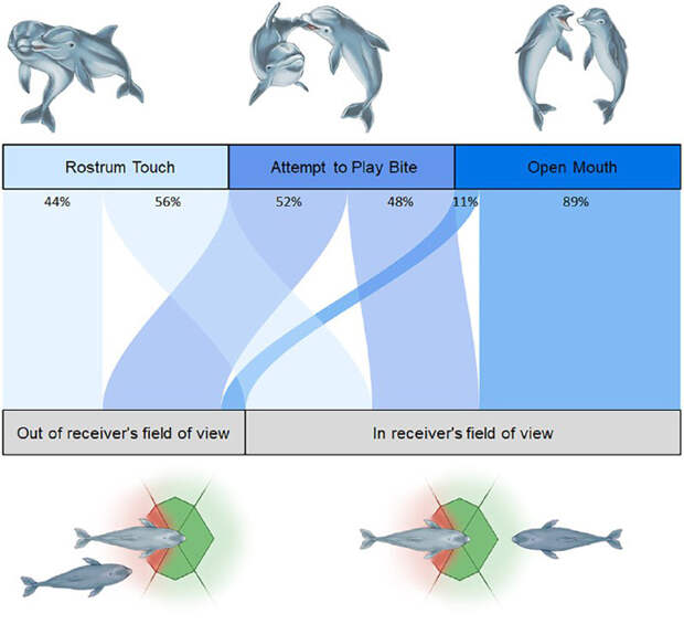 Вероятность проявления ОР четко зависит от того, видит ли предполагаемый партнер дельфина или нет