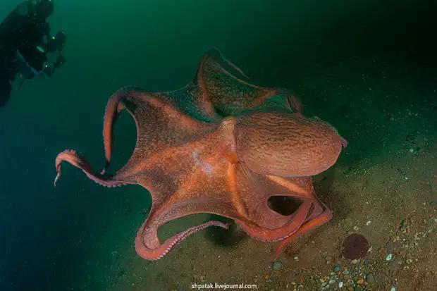 ���������� �������� ��������