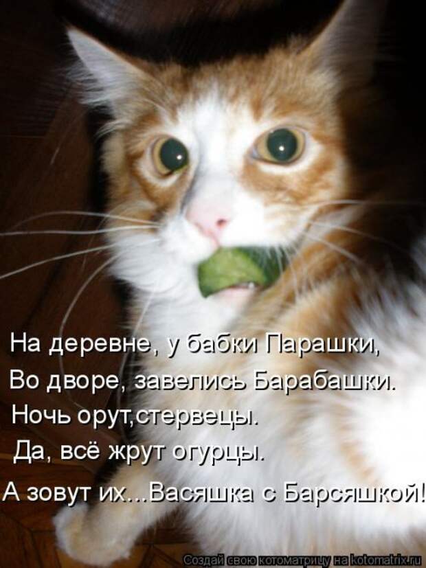 Новая котоматрица на Бугаге (44 фото)