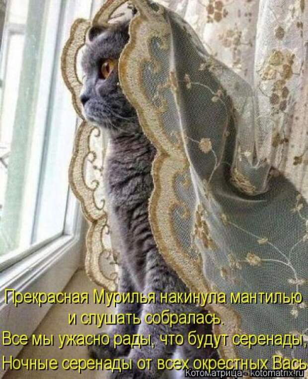 Лучшие котоматрицы недели (50 фото)