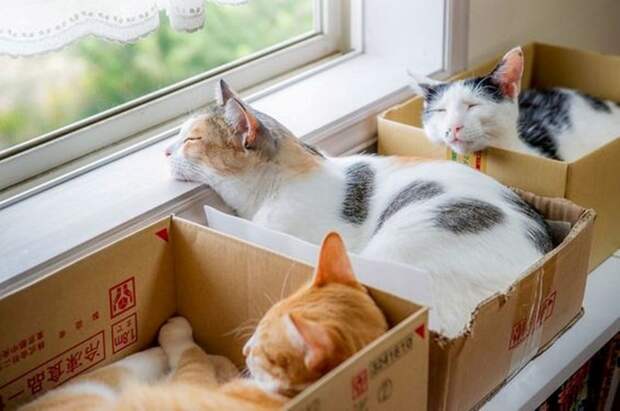 Кошки в коробках животные, коты