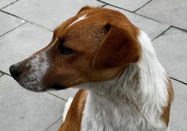 В Уссурийске задержали застрелившего собаку ради ужина живодера